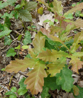 100% roble Silvicultura Territorio